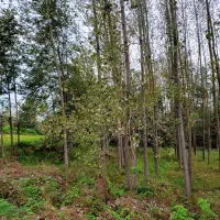 فروش چوب صنوبر|خدمات باغبانی و درختکاری|فومن, |دیوار