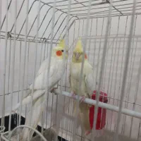عروس هلندی|پرنده|کوهدشت, |دیوار