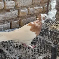 طوقی|پرنده|شیبکوه (فارس), |دیوار