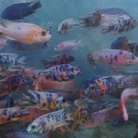 فروش انواع ماهیان گیاهخوار گوشتخوار گیاهان طبیعی|ماهی|گرگان, |دیوار