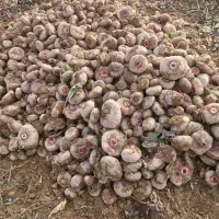 لبو(چغندر)تازه، ارگانیک وشیرین دشتابی|خوردنی و آشامیدنی|دشتابی, |دیوار