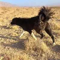 توله لاس ده ماهه گله ای