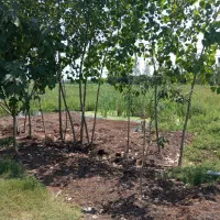 مشارکت در تولید کمپوست قارچ دکمه ای|مشارکت در ساخت املاک|قائم‌شهر, |دیوار