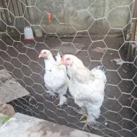 مرغ وخروس برهمایی