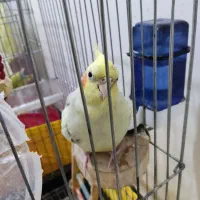 عروس هلندی ماده