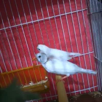 یک جفت فنج سفید زبیا و ۲ عدد مرغ عشق سرلاکی|پرنده|مشهد, نیزه|دیوار