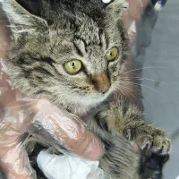 کلینیک حیوانات خانگی درمـان - دامپزشک همه‌روزه|خدمات پیشه و مهارت|تهران, گلستان (شهرک راه آهن)|دیوار