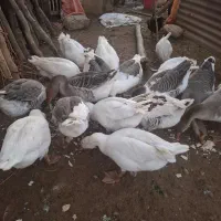 غاز سالم سرحال نرو ماده|حیوانات مزرعه|فیروزآباد (لرستان), |دیوار