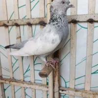 ماده سینه سبز|پرنده|شیراز, سعدیه جنوبی|دیوار