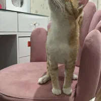 واگذاری پسری