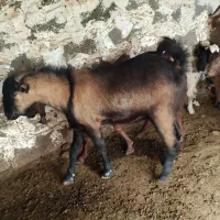 کهره نر چاق