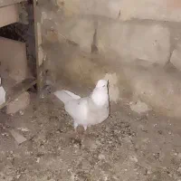 کبوتر  نر .ماده