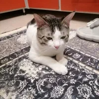 واگذاری گربه خونگی نر ۸ ماهه|گربه|گنبد کاووس, |دیوار