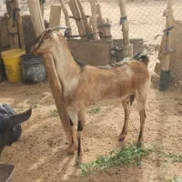 دو عدد کیسه بز