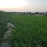 یک هکتار زمین برنج کاری خیرآباد