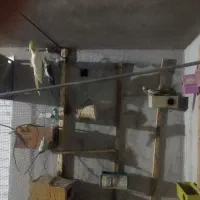عروس هلندی و مرغ عشق|پرنده|خورموج, |دیوار