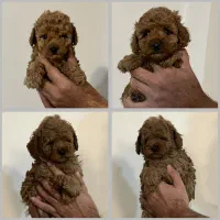 تاینی پودل اصیل