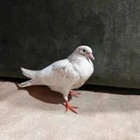 کفتر کبوتر رحمانی سینه طلایی پرواز ساعتی بشرط