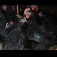 مرغ وخروس مشکی برای دفع بلا چشم زخم چشم نظر