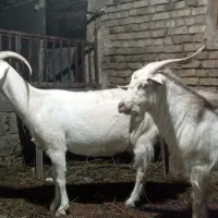 بز سانن