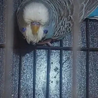 مرغ عشق انگلیسی