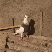 طوقی فروشی|پرنده|مبارکه, |دیوار