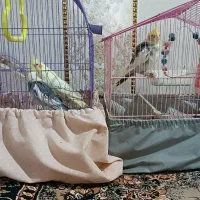 عروس هلندی