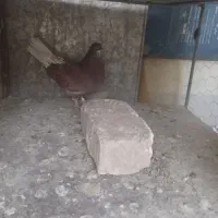 کبوتر پرشی کاشانی