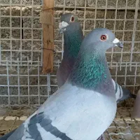 کبوتر پلاکی مسافت بلند|پرنده|جهرم, |دیوار