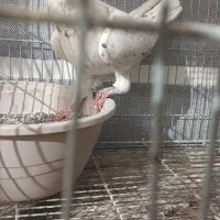 کبوتر زینتی تزئینی قره سوری سفید|پرنده|اصفهان, سرشبادران|دیوار