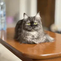 واگذاری گربه