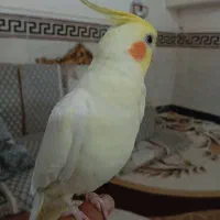 عروس هلندی نر