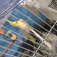 دو عدد عروس هلندی نر|پرنده|قائن, |دیوار