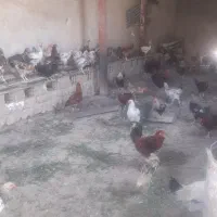 خروس|پرنده|گوآور, |دیوار