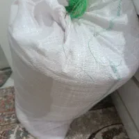 بذر گندم صدرا