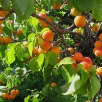 ۳۷۰۰ متر باغ انواع میوه با سند تک برگ در مامونیه