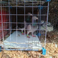 کبوتر پلاکی|پرنده|حویق, |دیوار