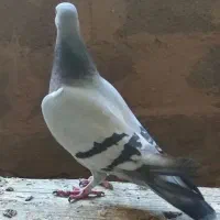 گم کردم|حیوانات|اصفهان, فرح آباد|دیوار