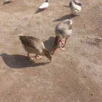 یه جفت غاز جوان نرو ماده