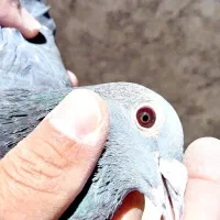 کبوتر و جفتکن فروشی