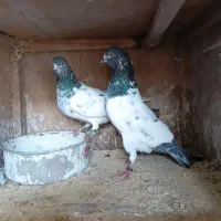 کبوتر دهنجور(نر و ماده)تست شده