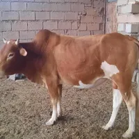 گاو نرسالم پر گوشت دونه ای نود ملیون تومان|حیوانات مزرعه|کرخه, |دیوار