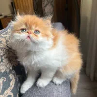 گربه پرشین