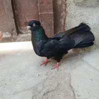 کبوتر سیاه ماده