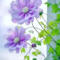 فروش-فوری-باغ-قار