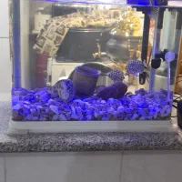 اکواریوم شرکتی باتجهیزات وماهی|ماهی|قم, نوبهار|دیوار