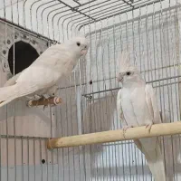 عروس هلندی آلبینو نر و ماده مست و آماده تخم گذاری