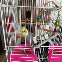 جفت عروس هلندی باقفس