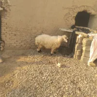 بره|حیوانات مزرعه|نیمروز, |دیوار