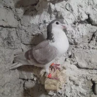 ساده اعقون نر|پرنده|مشهد, پنجتن|دیوار